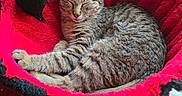 Malachi joined the competition — help win amazing prizes! cat, kitten, tabby, sleeping, curled_up, pet, animal, furry, whiskers, ears, closed_eyes, red_bed, plush_bed, toy_mouse, indoor, window, sunlight, cozy, relaxed, portrait