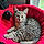 Malachi