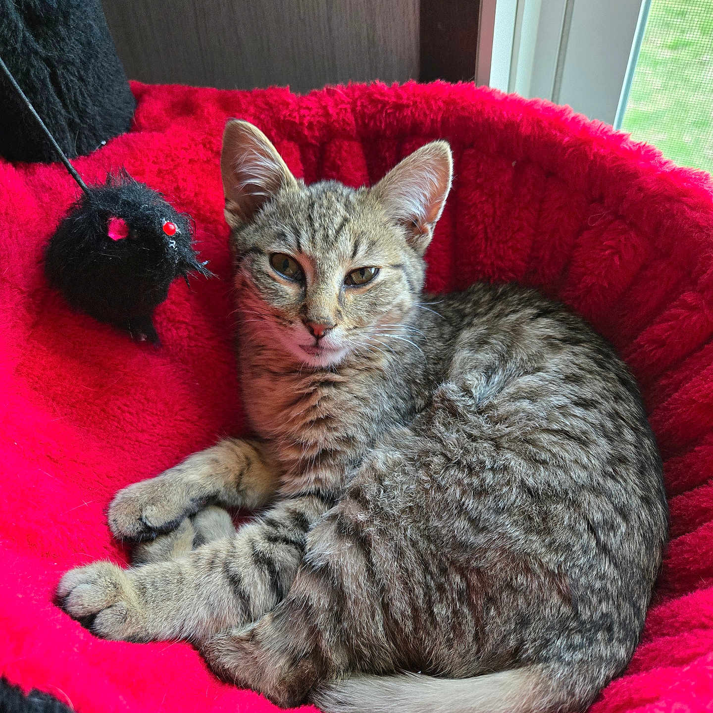 Malachi