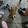 Malachi is registered to the contest to win money with this photo: cat, kitten, tabby, feline, pet, animal, standing, looking_at_camera, wide_eyes, ears, whiskers, striped_fur, carpet, indoor, home, human_legs, socks, slippers, grooming_brush, clutter