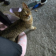 Malachi is registered to the contest to win money with this photo: cat, tabby, kitten, pet, feline, animal, portrait, close_up, green_eyes, whiskers, striped_fur, curious, lying_down, indoor, carpet, human_leg, pink_sock, hairbrush, household_objects, clutter