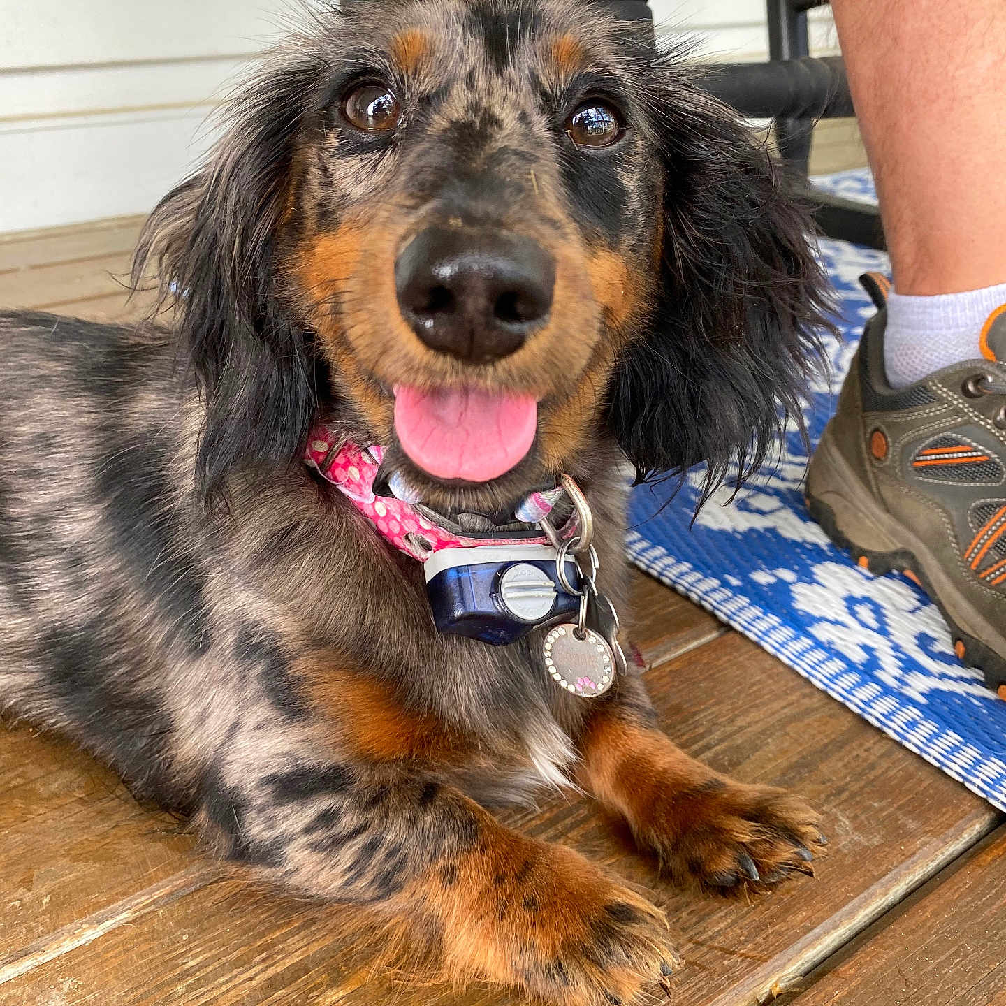 Sophie Lou joined the competition — help win amazing prizes! animal, black, brown, close_up, collar, dachshund, dog, floor, fur, happy, indoor, laying, paw, person, pet, shoe, sock, spotted, tongue_out, wood