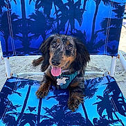 Sophie Lou is registered to the contest to win money with this photo: dog, dachshund, beach, sand, chair, blue, palm_trees, pet, tongue_out, outdoor, sunny, happy, animal, canine, summer, leisure, relaxing, closeup, playful, vacation
