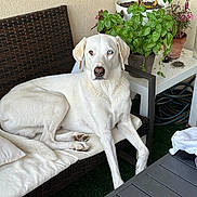 Turbo participe au concours pour gagner de l'argent avec cette photo : dog, white_dog, heterochromia, blue_eye, brown_eye, cushion, wicker_sofa, plant_pot, green_plants, outdoor, table, garden_hose, fur, paw, relaxed, pet, canine, domestic_animal, resting, home_garden