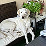 dog, white_dog, heterochromia, blue_eye, brown_eye, cushion, wicker_sofa, plant_pot, green_plants, outdoor, table, garden_hose, fur, paw, relaxed, pet, canine, domestic_animal, resting, home_garden