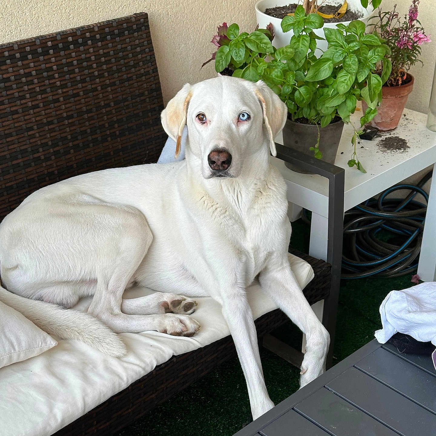 Turbo participe au concours pour gagner de l'argent avec cette photo : blue_eye, brown_eye, canine, cushion, dog, domestic_animal, fur, garden_hose, green_plants, heterochromia, home_garden, outdoor, paw, pet, plant_pot, relaxed, resting, table, white_dog, wicker_sofa