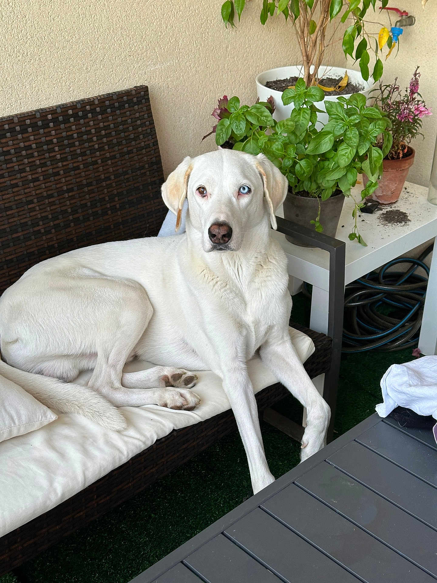Turbo participe au concours pour gagner de l'argent avec cette photo : dog, white_dog, heterochromia, blue_eye, brown_eye, cushion, wicker_sofa, plant_pot, green_plants, outdoor, table, garden_hose, fur, paw, relaxed, pet, canine, domestic_animal, resting, home_garden