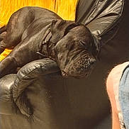 Vega participe au concours pour gagner de l'argent avec cette photo : animal, black_dog, casual, closeup, collar, comfort, cozy, dog, domestic, foot, furniture, home, indoor, leather_chair, paw, pet, relaxing, resting, sleeping, yellow_blanket