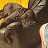 animal, black_dog, casual, closeup, collar, comfort, cozy, dog, domestic, foot, furniture, home, indoor, leather_chair, paw, pet, relaxing, resting, sleeping, yellow_blanket