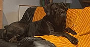 Vega a rejoint le concours — aidez-le/la à gagner de superbes lots ! animal, black_dog, canine, companion, couch, dog, domestic_animal, fur, furniture, home, indoor, leather_couch, living_room, looking, mammal, orange_blanket, paw, pet, relaxed, resting