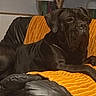 animal, black_dog, canine, companion, couch, dog, domestic_animal, fur, furniture, home, indoor, leather_couch, living_room, looking, mammal, orange_blanket, paw, pet, relaxed, resting