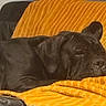 Vega participe au concours pour gagner de l'argent avec cette photo : animal, black_dog, canine, comfort, couch, cozy, dog, domestic_animal, fur, home, indoor, laying_down, orange_blanket, pet, quiet, relaxing, resting, sleepy, texture, warm_colors