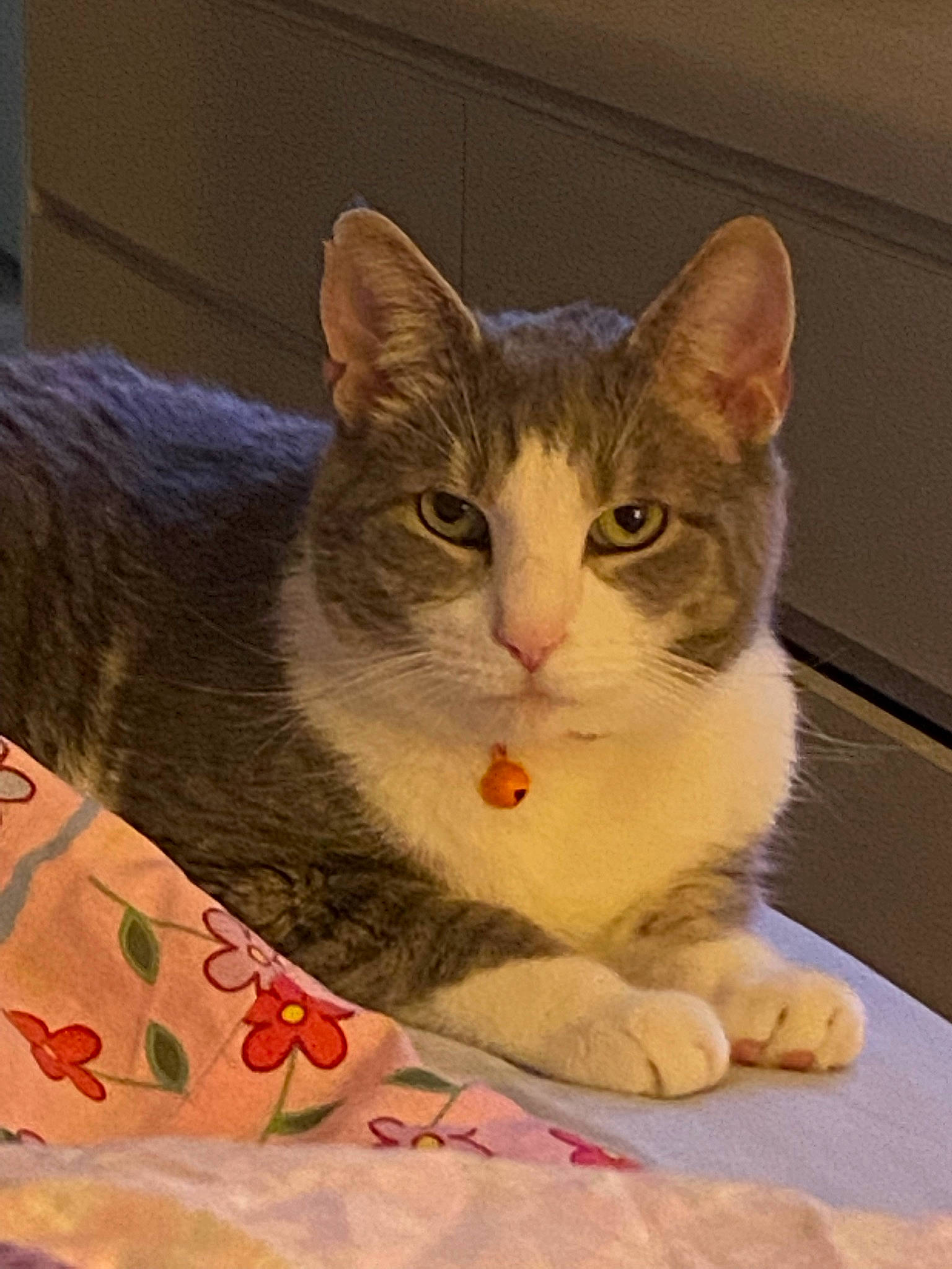 Gary is registered to the contest to win money with this photo: box, carnivore, cat, cat_supply, comfort, domestic_short_haired_cat, fawn, felidae, fur, paw, pet_supply, photo_caption, puzzle, sitting, small_to_medium_sized_cats, snout, tail, whiskers, window