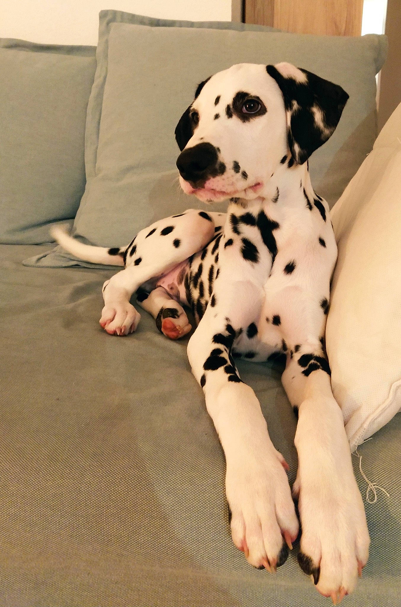 Ryder a rejoint le concours — aidez-le/la à gagner de superbes lots ! canidae, carnivore, companion_dog, dalmatian, dog, dog_breed, fawn, mammal, non_sporting_group, puppy_love, snout, vertebrate