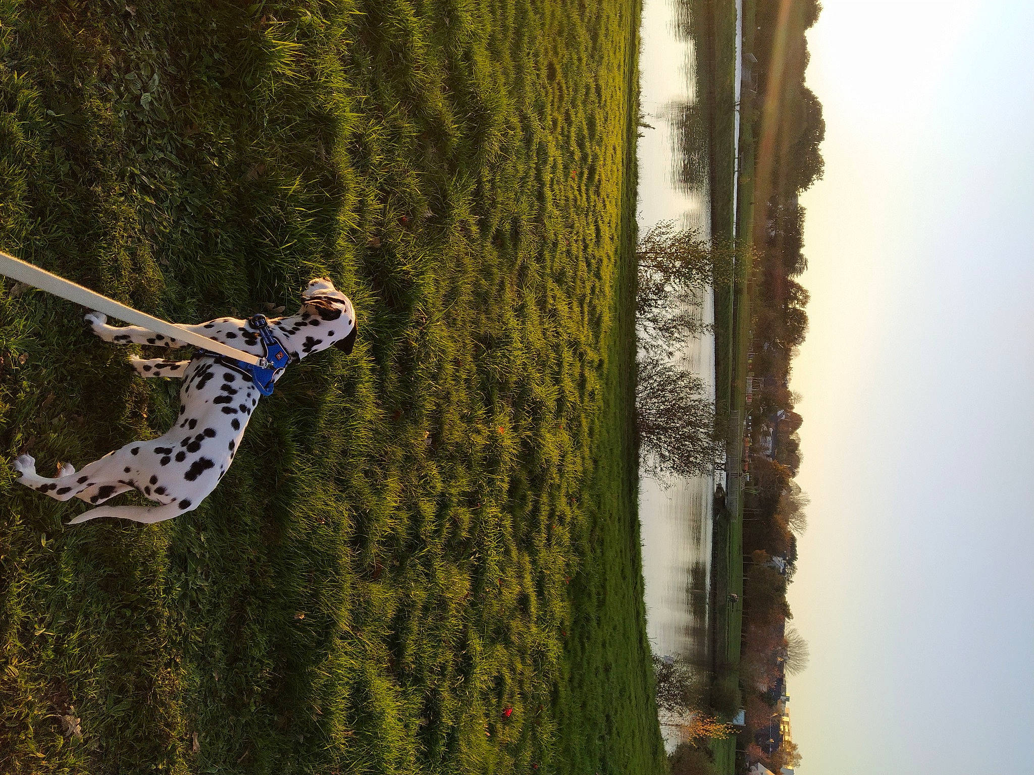 Ryder participe au concours pour gagner de l'argent avec cette photo : adaptation, branch, forest, green, jaguar, organism, photography, plant, plant_stem, reflection, tree, trunk, twig, water, wildlife, wood