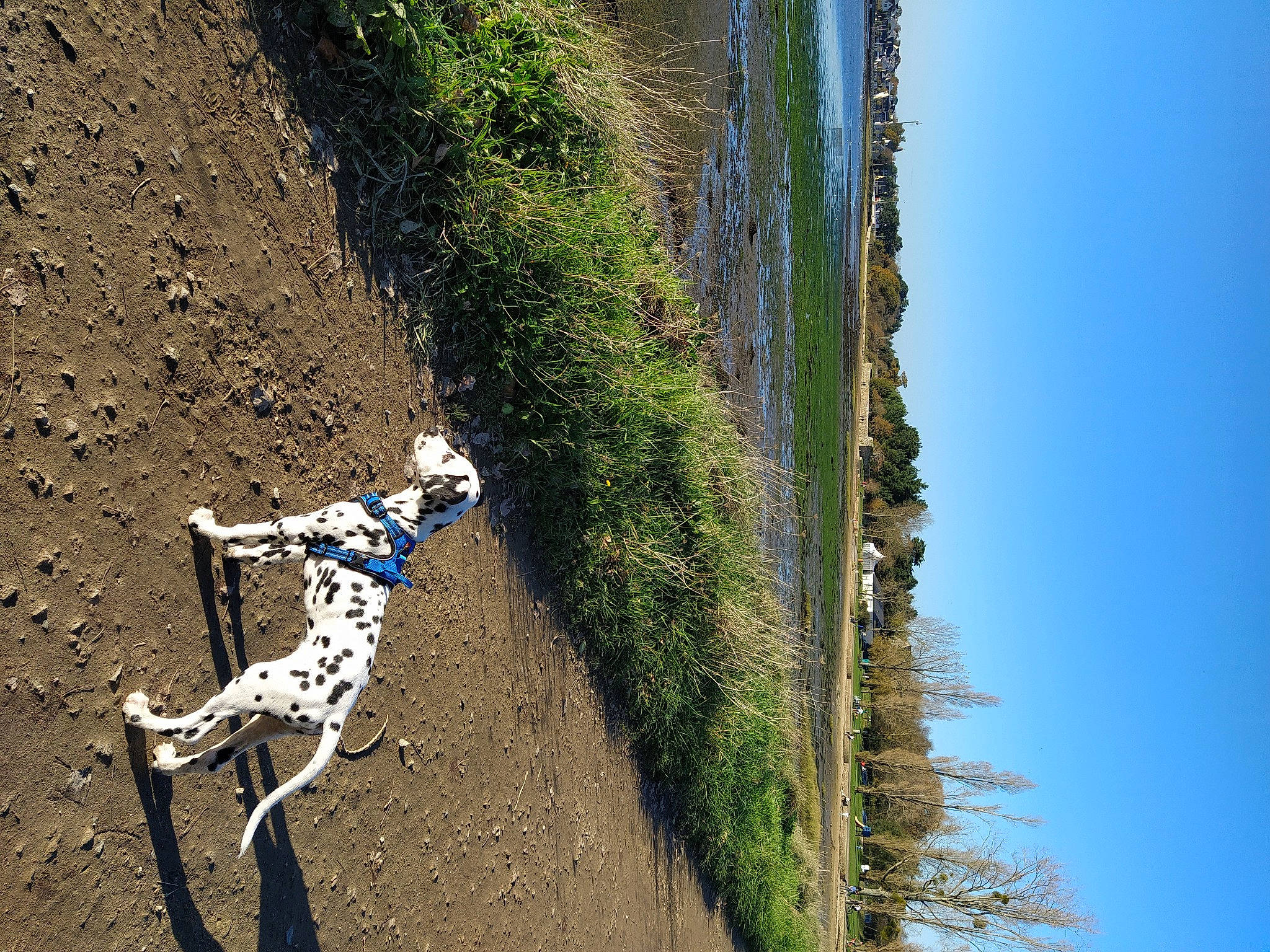 Ryder participe au concours pour gagner de l'argent avec cette photo : canidae, dalmatian, dog, geological_phenomenon, giraffe, leash, non_sporting_group, pointer, sporting_group, tree, wall, water
