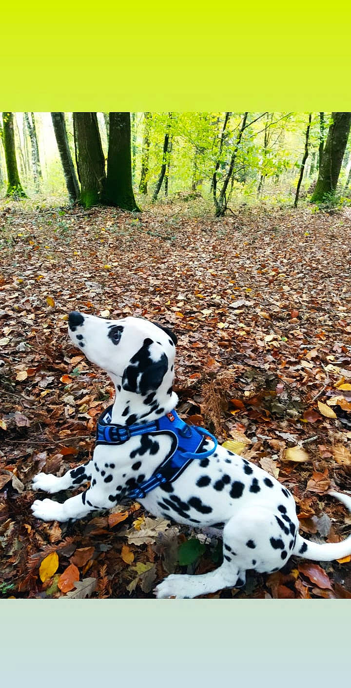 Ryder a rejoint le concours — aidez-le/la à gagner de superbes lots ! canidae, carnivore, dalmatian, dog, dog_breed, leaf, non_sporting_group, sporting_group