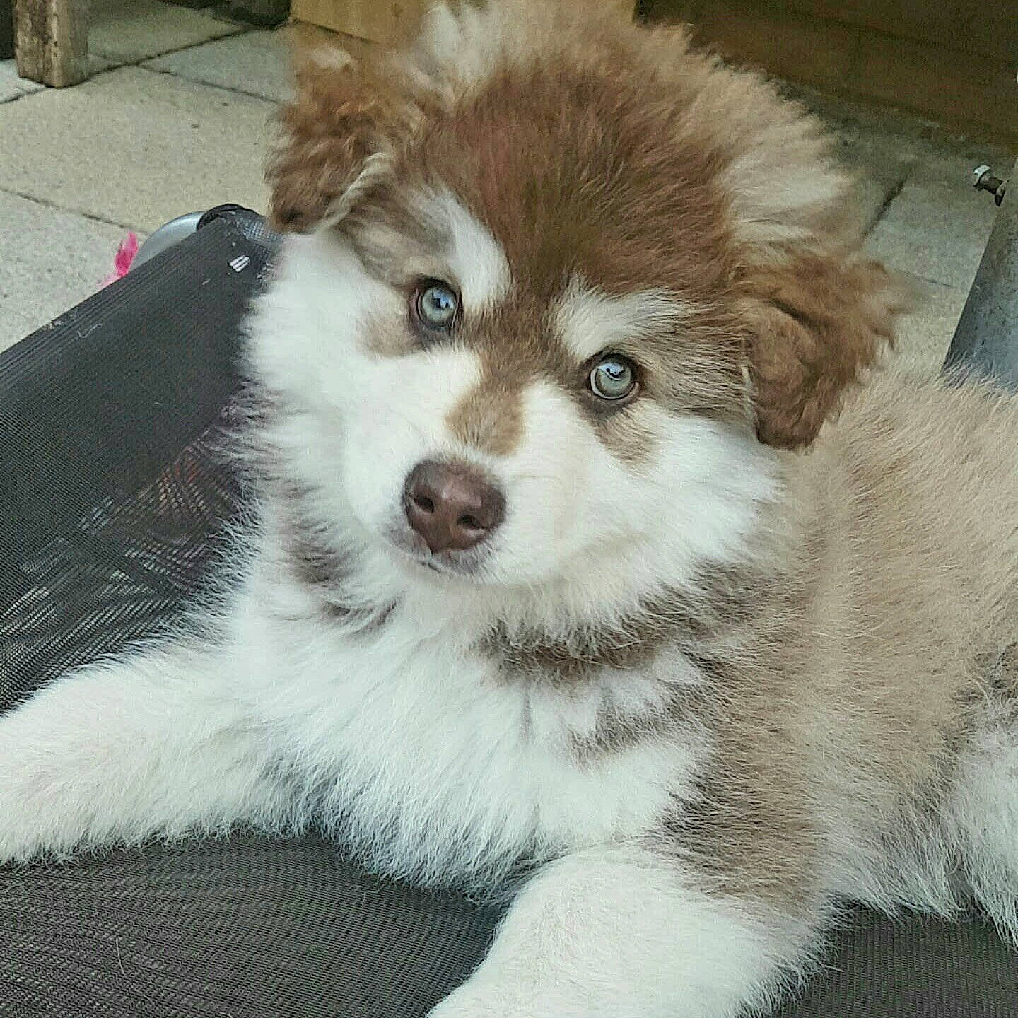 Oakki joined the competition — help win amazing prizes! ancient_dog_breeds, canidae, carnivore, companion_dog, dog, dog_breed, fawn, fur, non_sporting_group, puppy, snout, sporting_group, terrestrial_animal, toy_dog, whiskers, working_animal, working_dog