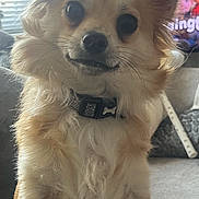 Teddy is registered to the contest to win money with this photo: dog, small_dog, fluffy, ears, pet, collar, indoor, living_room, couch, television, curious, standing, front_legs, fur, whiskers, nose, eyes, window_blinds, home, domestic_animal