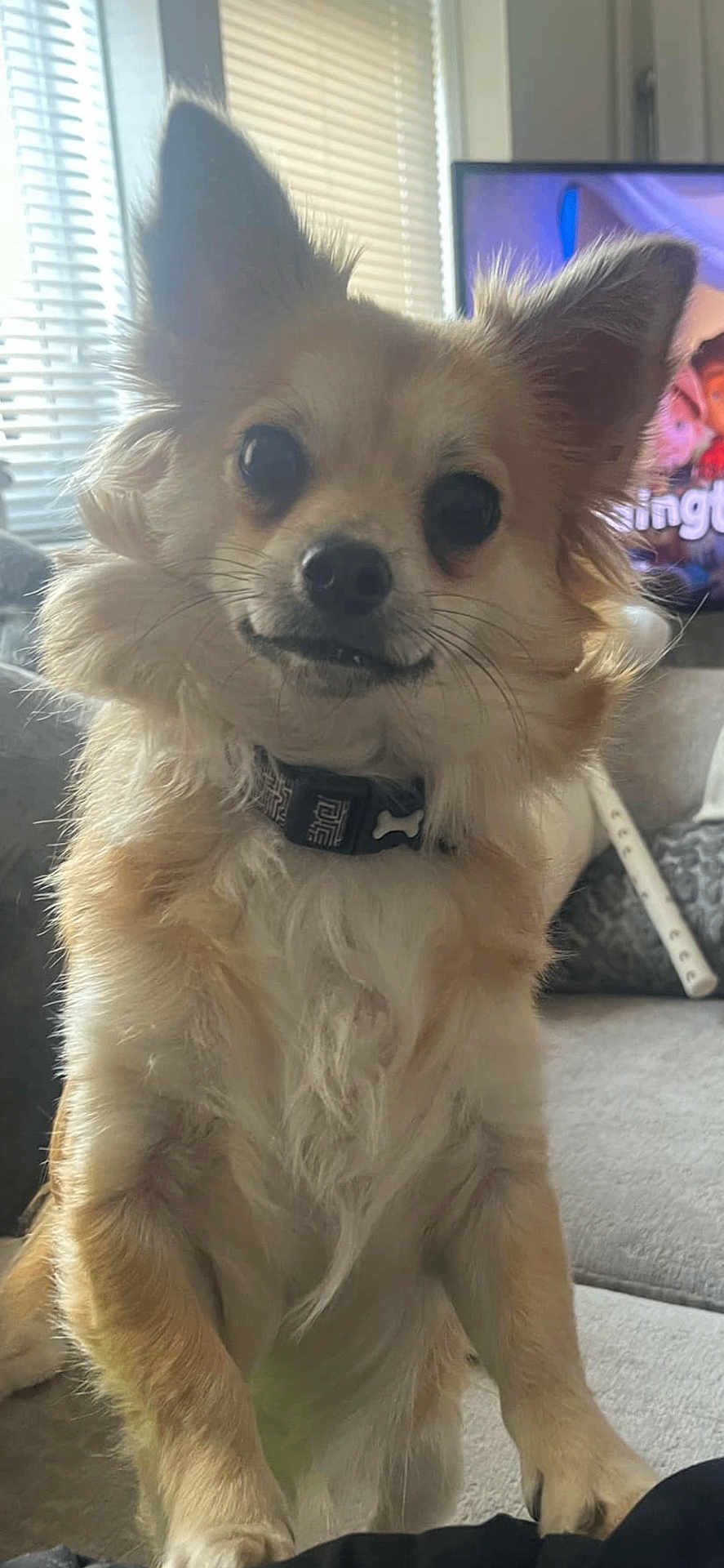 Teddy is registered to the contest to win money with this photo: dog, small_dog, fluffy, ears, pet, collar, indoor, living_room, couch, television, curious, standing, front_legs, fur, whiskers, nose, eyes, window_blinds, home, domestic_animal