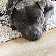 Akilé a rejoint le concours — aidez-le/la à gagner de superbes lots ! dog, sleeping, gray_dog, lying_down, carpet, rug, floor, indoor, pet, canine, resting, collar, close_up, animal, fur, ears, paw, quiet, calm, house