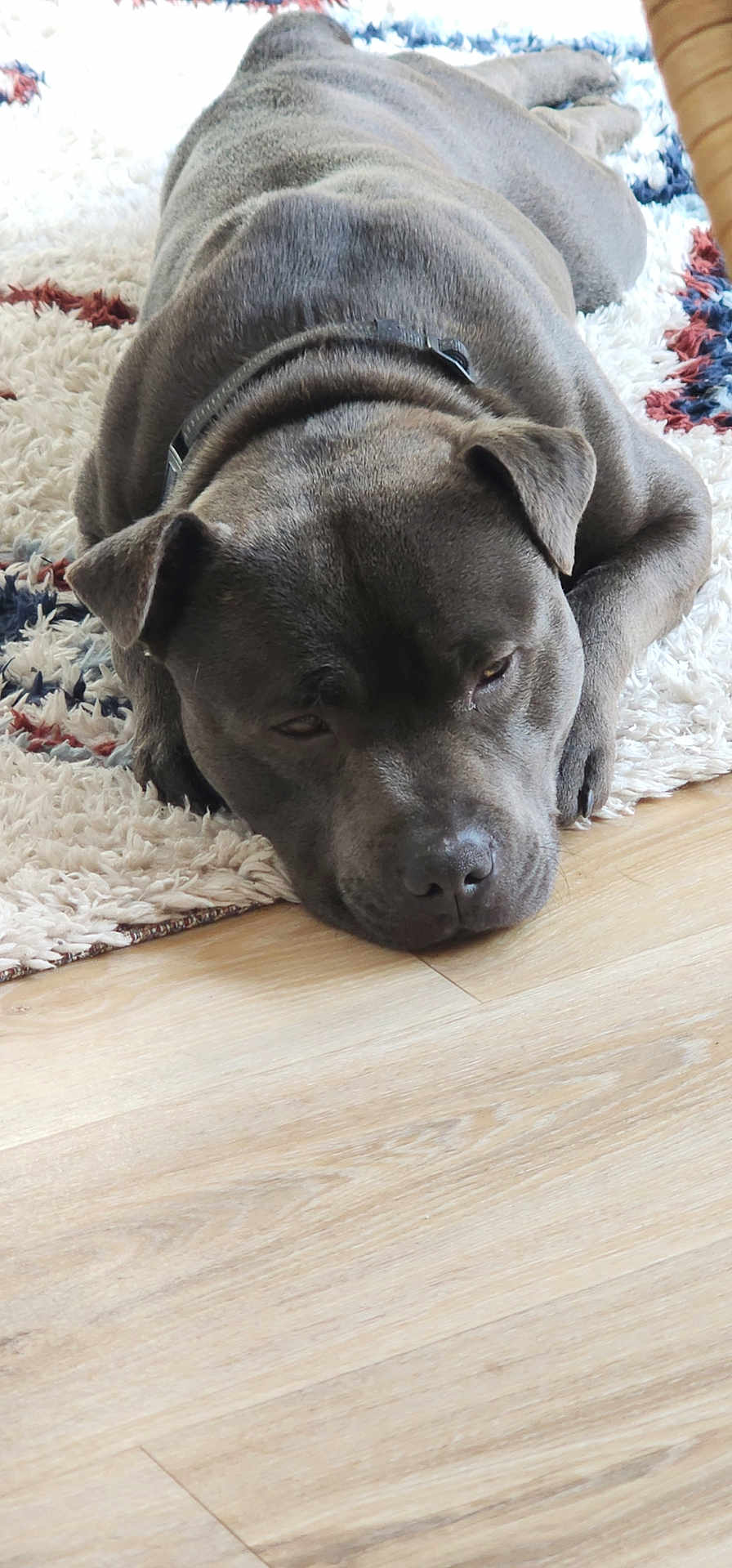 Akilé a rejoint le concours — aidez-le/la à gagner de superbes lots ! dog, sleeping, gray_dog, lying_down, carpet, rug, floor, indoor, pet, canine, resting, collar, close_up, animal, fur, ears, paw, quiet, calm, house