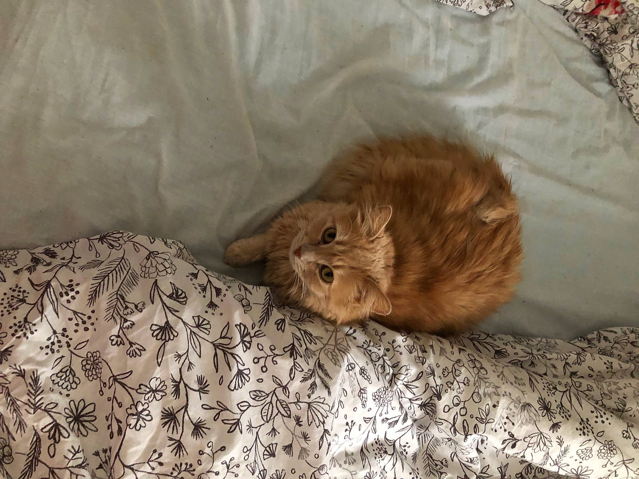 Perle participe au concours pour gagner de l'argent avec cette photo : brown, carnivore, cat, claw, comfort, fawn, felidae, fur, linens, liver, nap, natural_material, sleep, small_to_medium_sized_cats, tail, terrestrial_animal, whiskers, wood