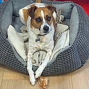 Romy participe au concours pour gagner de l'argent avec cette photo : dog, pet_bed, blanket, bone, floor, indoor, cozy, relaxed, brown_and_white, collar, chewed_bone, wood_floor, domestic_animal, cute, animal, canine, resting, paw, fur, looking