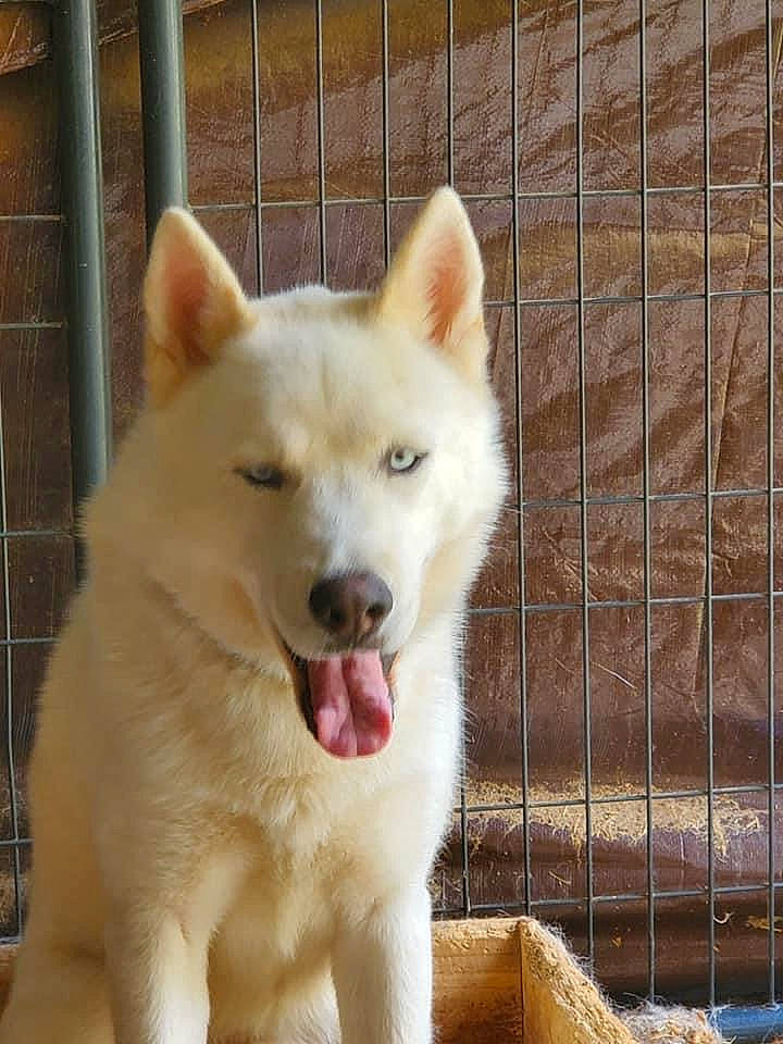 Forest joined the competition — help win amazing prizes! ancient_dog_breeds, animal_shelter, canidae, carnivore, collar, companion_dog, dog, dog_breed, fawn, fence, fur, mesh, pet_supply, snout, spitz, sporting_group, terrestrial_animal, whiskers, working_animal, working_dog