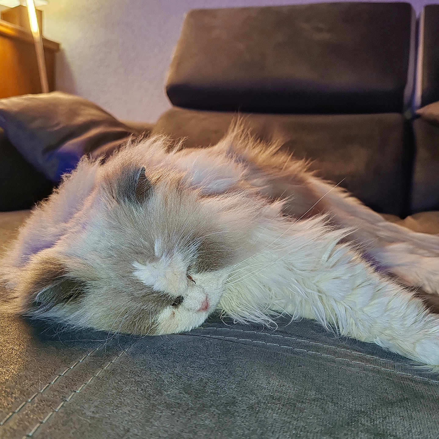 Fabrice Lucas a rejoint le concours — aidez-le/la à gagner de superbes lots ! animal, cat, closeup, comfort, couch, cozy, cute, domestic, fluffy, fur, furniture, home, indoor, lamp, pet, relaxation, resting, sleeping, soft, whiskers