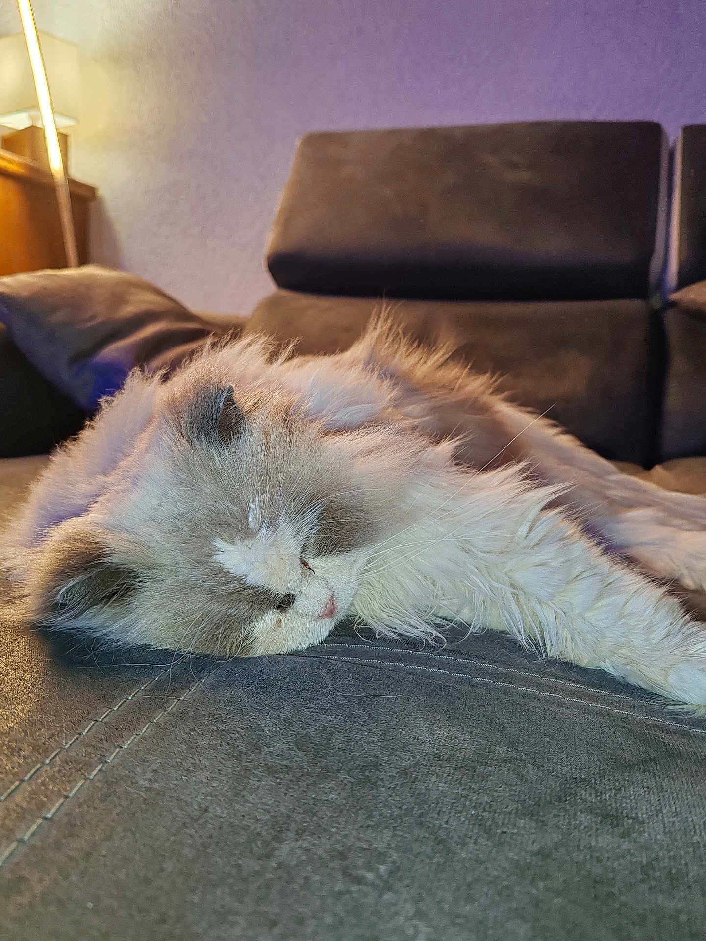 Fabrice Lucas a rejoint le concours — aidez-le/la à gagner de superbes lots ! animal, cat, closeup, comfort, couch, cozy, cute, domestic, fluffy, fur, furniture, home, indoor, lamp, pet, relaxation, resting, sleeping, soft, whiskers