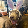 dog, bunny_ears, pet_costume, indoor, couch, floor, two_dogs, furniture, playful, brown_dog, resting_dog, happy, animal, home, wooden_floor, cage, blanket, relaxed, tongue_out, ears