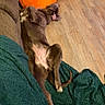 dog, pet, lying_down, relaxed, blanket, couch, stuffed_toy, orange, floor, wooden_floor, fur, indoor, animal, sleeping, cozy, home, paw, tail, resting, comfort