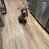 puppy, dog, brown, white, floor, wooden_floor, kitchen, cabinet, dishwasher, dog_bowls, pet, indoor, flooring, pet_food, furniture, home, animal, pet_care, young_dog, cute