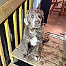 dog, pet, porch, wooden_deck, fence, indoor, chair, floor, fur, animal, sitting, brown, white_patch, eyes, light, shadow, home, wood, calm, night
