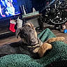 Freya is registered to the contest to win money with this photo: puppy, german_shepherd, dog, blanket, living_room, christmas_tree, stockings, fireplace, television, remote_control, floor, toy, decorations, holiday, cute, pet, indoor, furniture, cozy, curious