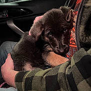 Freya is registered to the contest to win money with this photo: puppy, dog, pet, cuddling, person, plaid_jacket, hand, car_interior, seat, window, door_handle, warmth, snuggling, cute, fur, young_dog, close_up, indoor, night, comfort