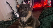 Freya joined the competition — help win amazing prizes! puppy, german_shepherd, dog, blanket, living_room, guitar, television, fireplace, stockings, christmas, decorations, furniture, floor, indoor, cozy, pet, animal, brown, black, cute