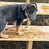 Freya joined the competition — help win amazing prizes! puppy, dog, german_shepherd, wooden_bench, outdoor, curious, blue_eyes, floppy_ears, fur, animal, pet, young, brown, black, grass, nature, bench, closeup, portrait, cute