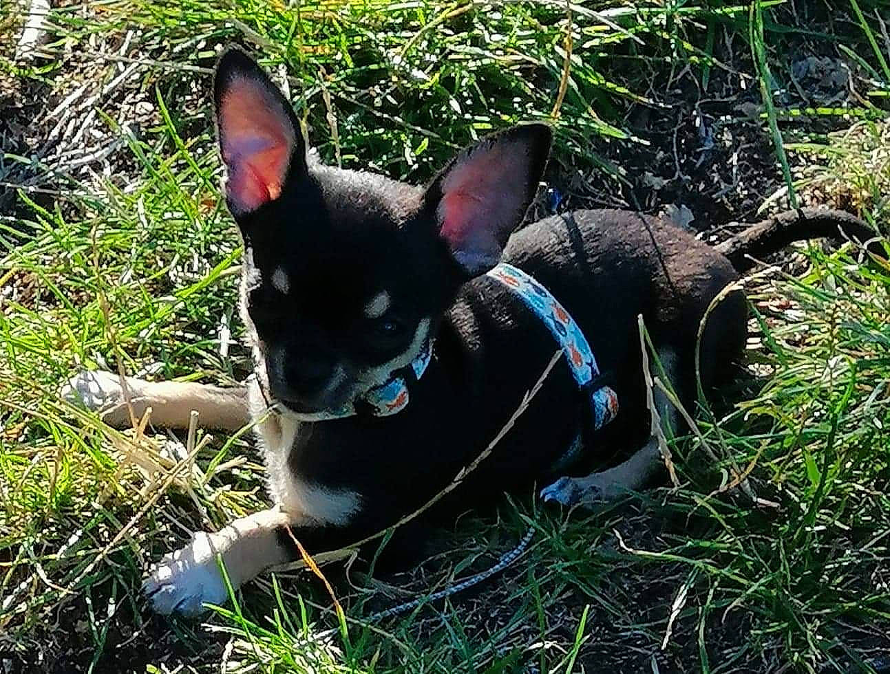 Jb a rejoint le concours — aidez-le/la à gagner de superbes lots ! canidae, carnivore, chihuahua, corgi_chihuahua, dog, dog_breed, ear, grass, mammal, photography, plant, puppy, rat_terrier, snout, teddy_roosevelt_terrier, toy_dog, toy_fox_terrier, whiskers