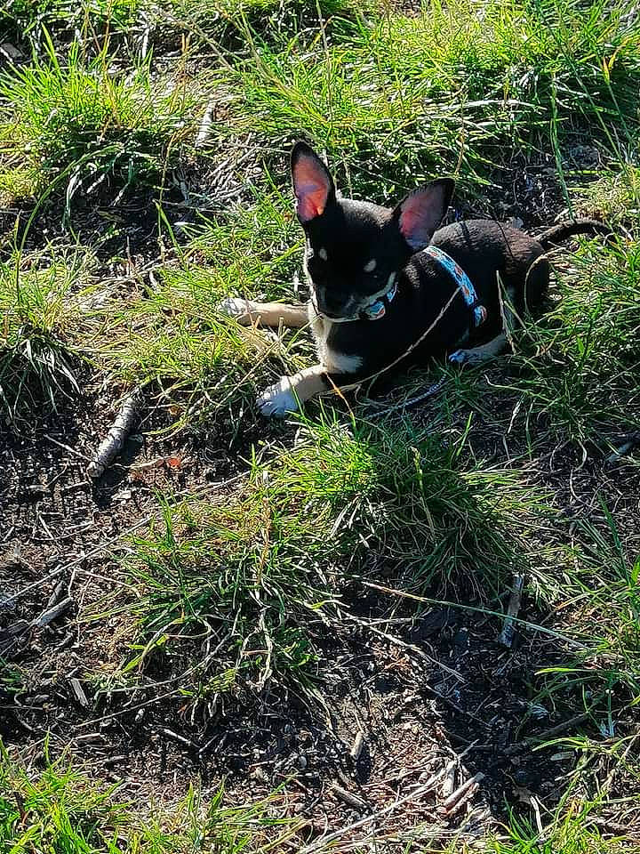 Jb participe au concours pour gagner de l'argent avec cette photo : canidae, carnivore, dog, dog_breed, grass, grass_family, non_sporting_group, plant, puppy, schipperke, soil, tree
