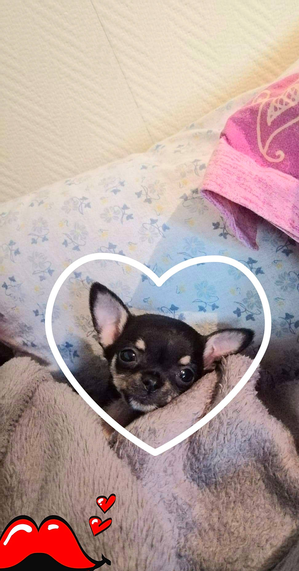 Jb a rejoint le concours — aidez-le/la à gagner de superbes lots ! canidae, carnivore, chihuahua, companion_dog, dog, dog_breed, ear, fawn, french_bulldog, mammal, non_sporting_group, puppy, snout, sporting_group, toy_dog