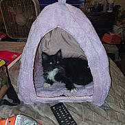 Prince is registered to the contest to win money with this photo: kitten, cat, pet_tent, pink, black_and_white, bed, remote_control, snacks, fan, television, indoor, cozy, furniture, animal, resting, fluffy, whiskers, cute, home, living_room