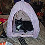 kitten, cat, pet_tent, pink, black_and_white, bed, remote_control, snacks, fan, television, indoor, cozy, furniture, animal, resting, fluffy, whiskers, cute, home, living_room