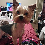 Scooter joined the competition — help win amazing prizes! animal, bed, blanket, carpet, clutter, curious, dog, domestic, door, ears_up, furniture, home, indoor, looking_at_camera, pet, plastic_bag, room, small_dog, standing, television