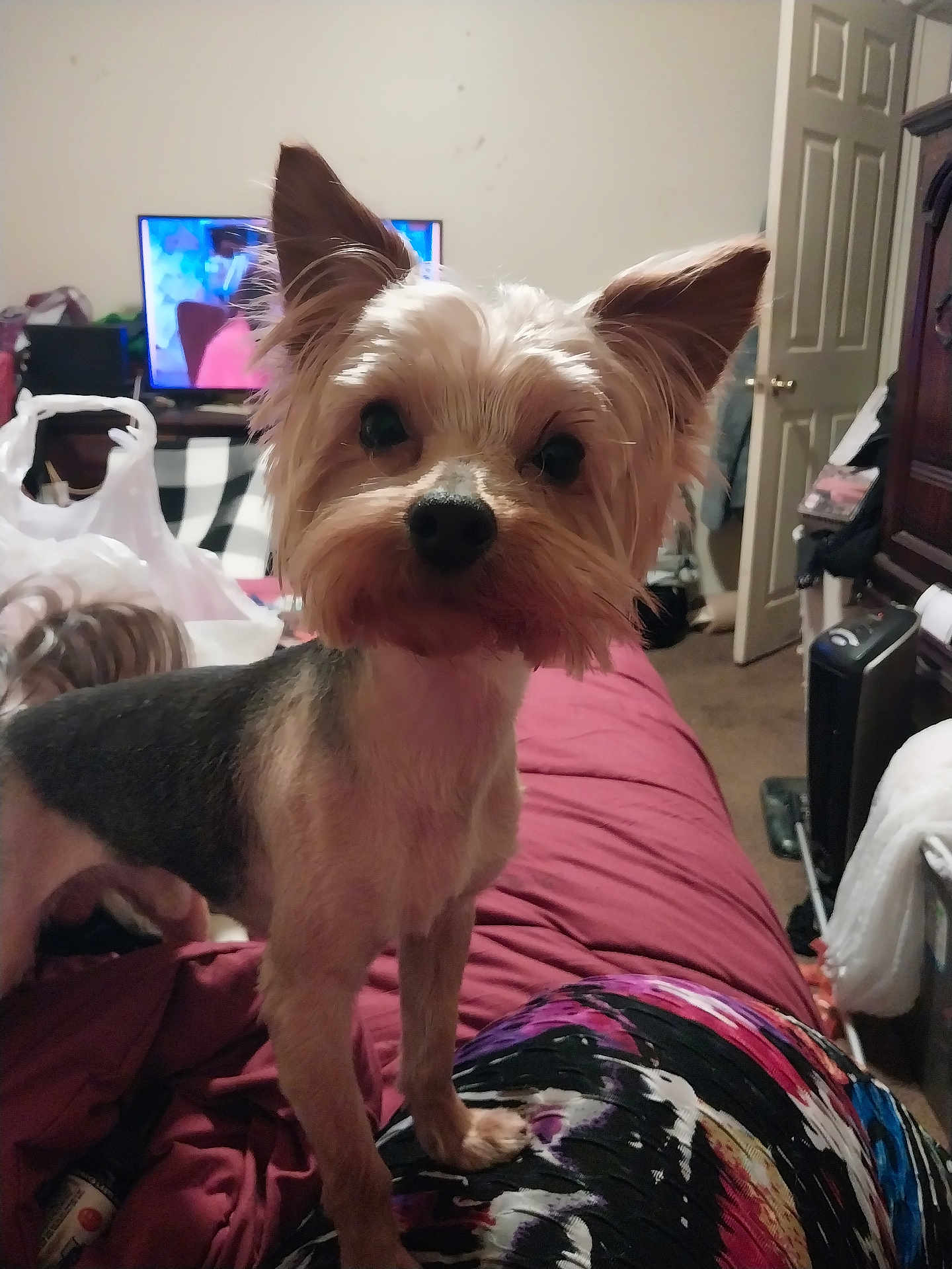 Scooter joined the competition — help win amazing prizes! animal, bed, blanket, carpet, clutter, curious, dog, domestic, door, ears_up, furniture, home, indoor, looking_at_camera, pet, plastic_bag, room, small_dog, standing, television