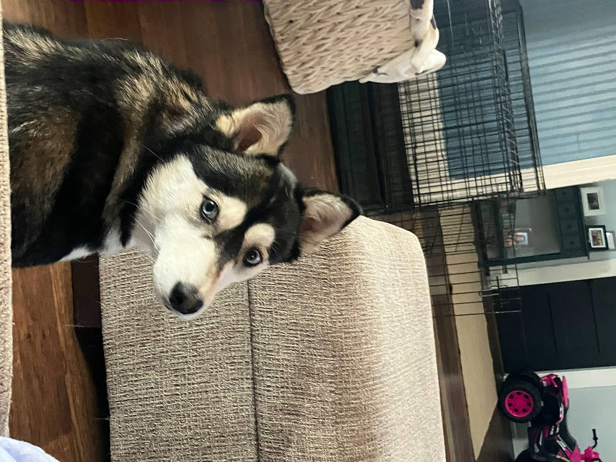 Nike joined the competition — help win amazing prizes! ancient_dog_breeds, canidae, canis, carnivore, comfort, companion_dog, dog, dog_breed, dog_supply, flooring, fur, non_sporting_group, siberian_husky, sled_dog, sporting_group, terrestrial_animal, whiskers, working_animal, working_dog