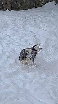 Nike is registered to the contest to win money with this photo: accipitridae, beak, bird, bird_of_prey, dog, dog_breed, falconiformes, freezing, snow, sporting_group, water, winter