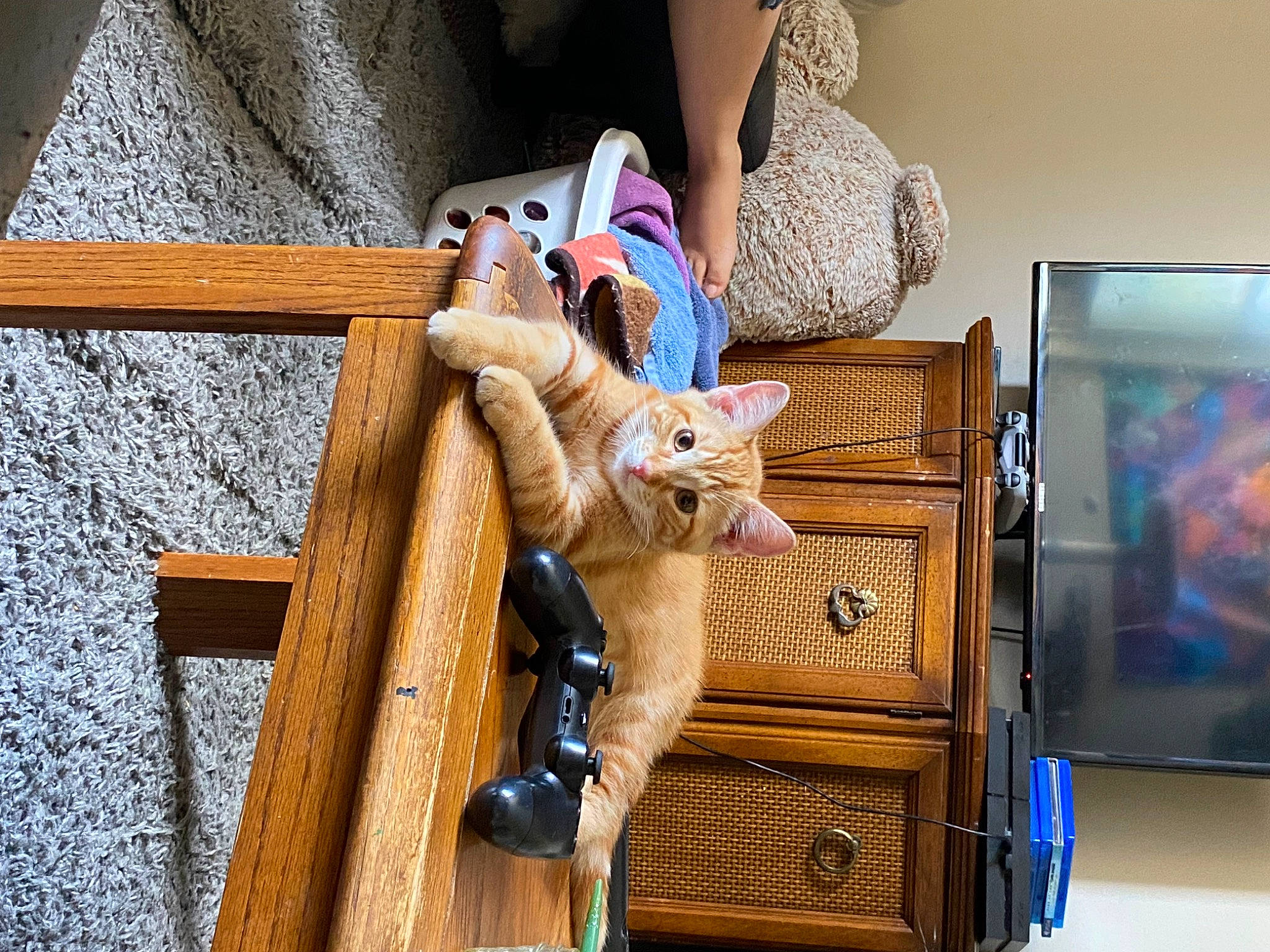 Tiffany is registered to the contest to win money with this photo: carnivore, cat, cat_supply, chair, comfort, drawer, fawn, felidae, fur, hardwood, outdoor_furniture, room, sitting, small_to_medium_sized_cats, stuffed_toy, tail, toy, whiskers, wood, wood_stain