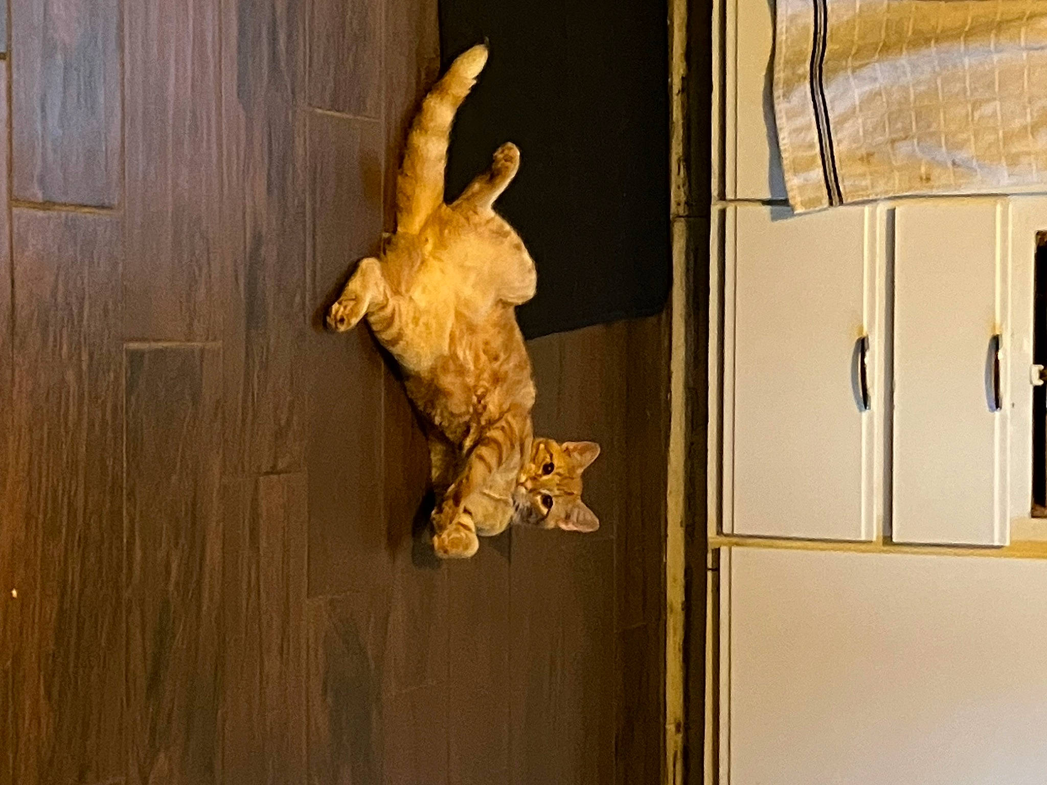 Tiffany is registered to the contest to win money with this photo: art, artifact, beak, door, gas, hardwood, lizard, locker, metal, pattern, plank, plywood, reptile, tail, varnish, vehicle_door, visual_arts, wing, wood, wood_stain